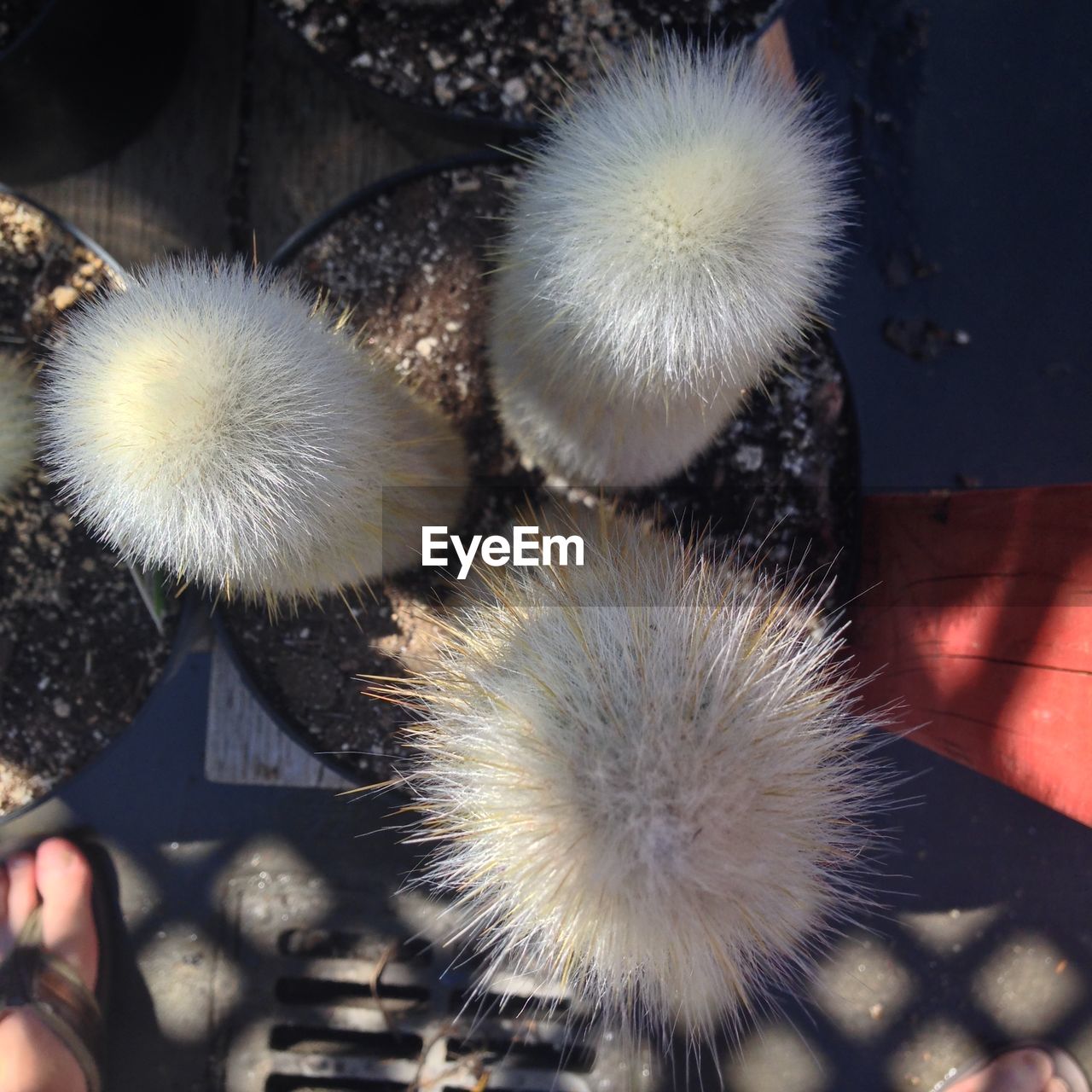 High angle view of cactus growing at yard