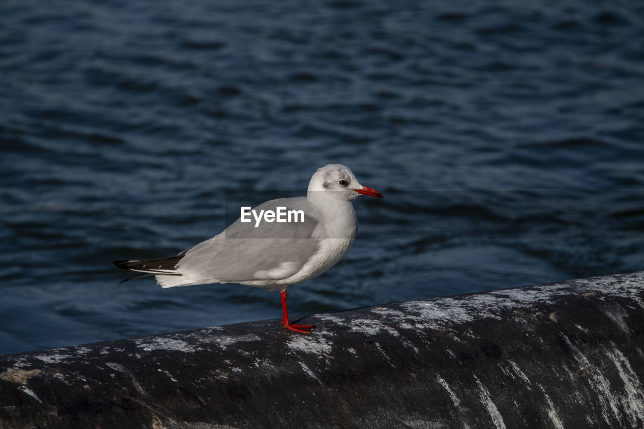 SEAGULL PERCHING ON ROCK AGAINST SEA