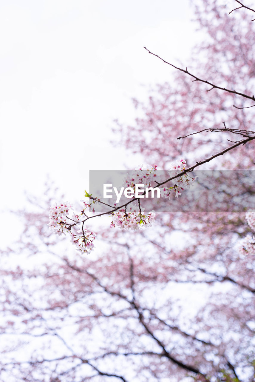 LOW ANGLE VIEW OF CHERRY BLOSSOM TREE