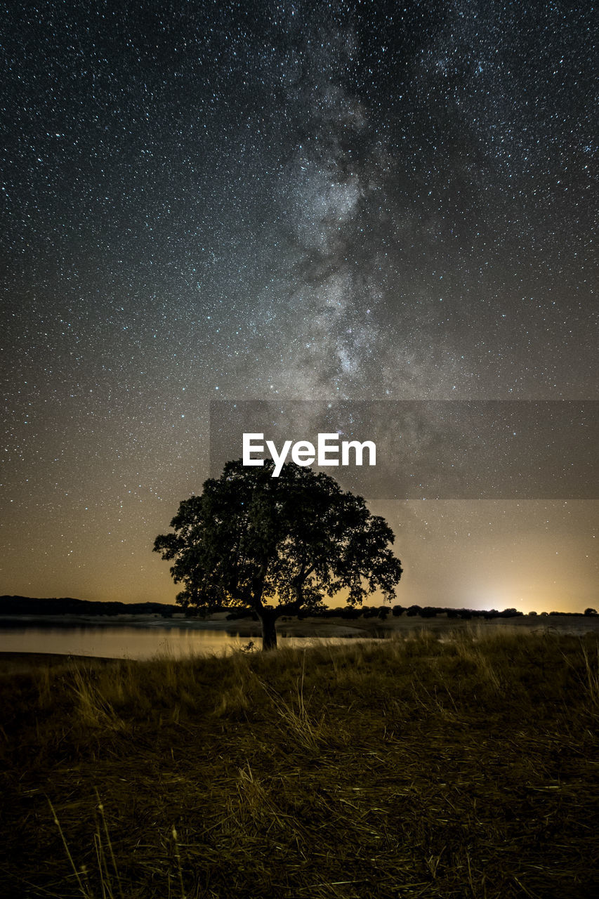 Tree on field against sky at night