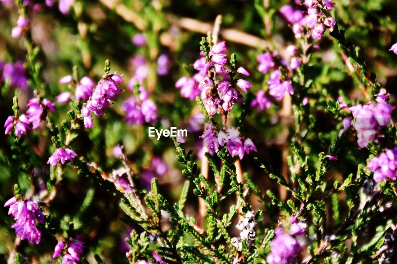 CLOSE-UP OF PURPLE FLOWERING PLANTS IN BLOOM