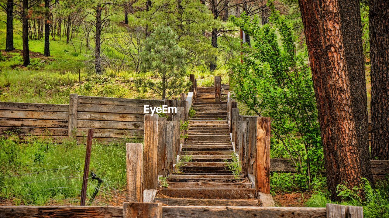 Stairs amidst trees in forest