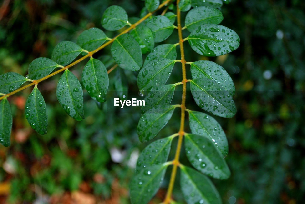 Close-up of raindrops on leaves