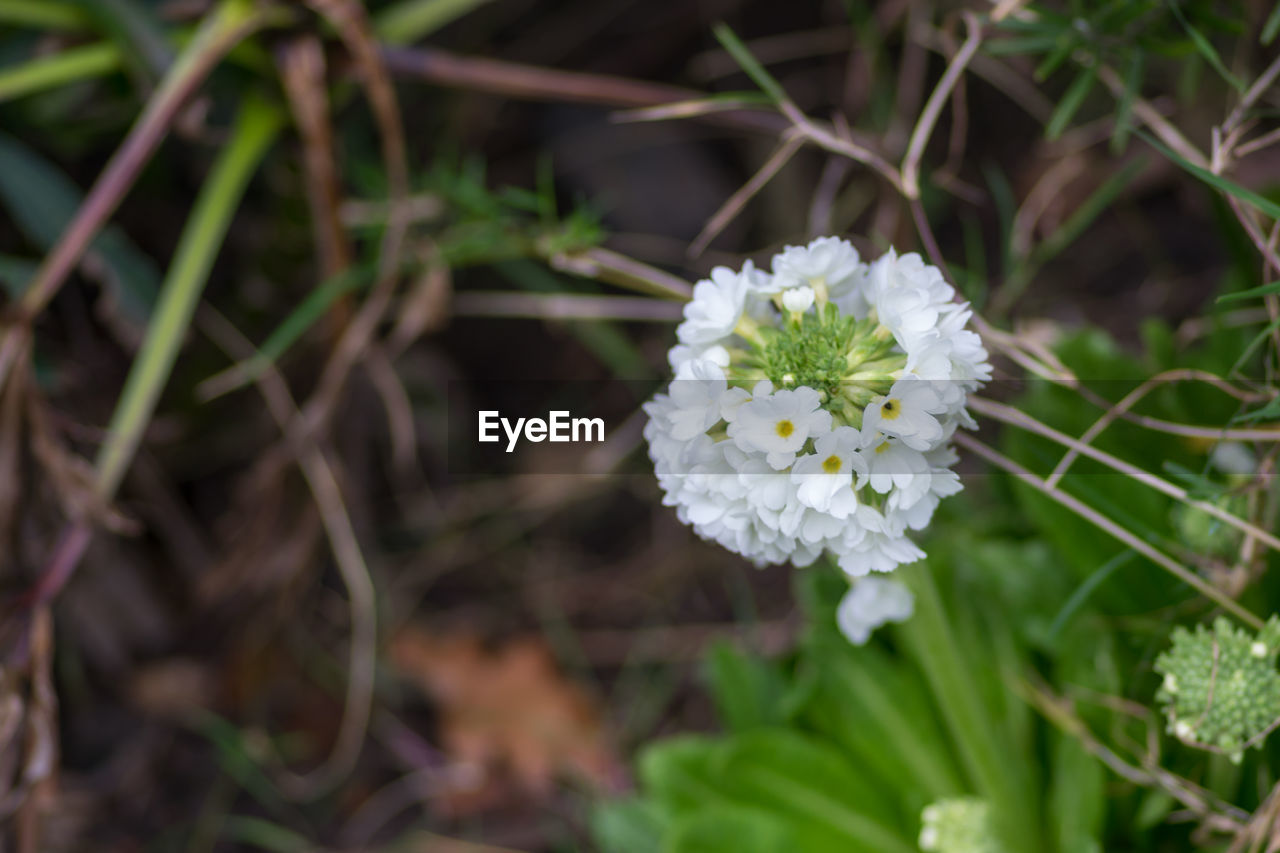 CLOSE-UP OF WHITE FLOWER