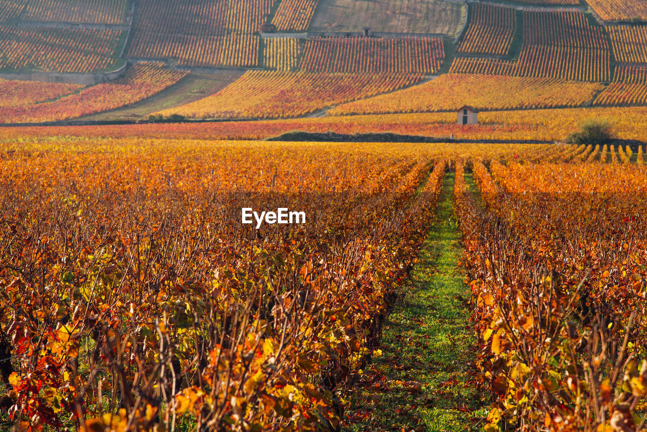 landscape, land, environment, agriculture, field, rural scene, plant, scenics - nature, beauty in nature, growth, crop, nature, farm, tranquility, tranquil scene, no people, prairie, flower, autumn, plain, day, rural area, outdoors, idyllic, food, non-urban scene, sky, food and drink, grassland, in a row, mountain, sunlight, multi colored, orange color, tree, soil