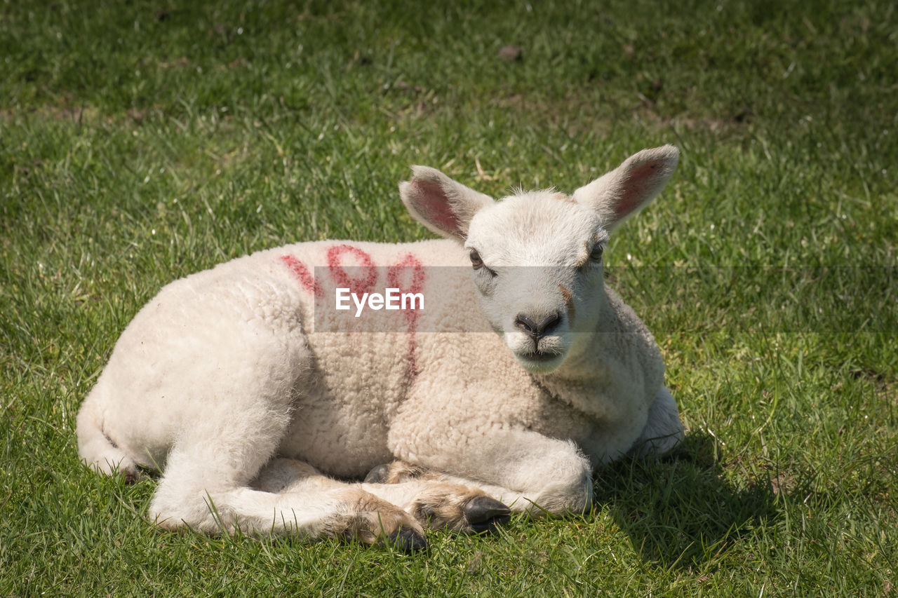 PORTRAIT OF SHEEP ON GRASS