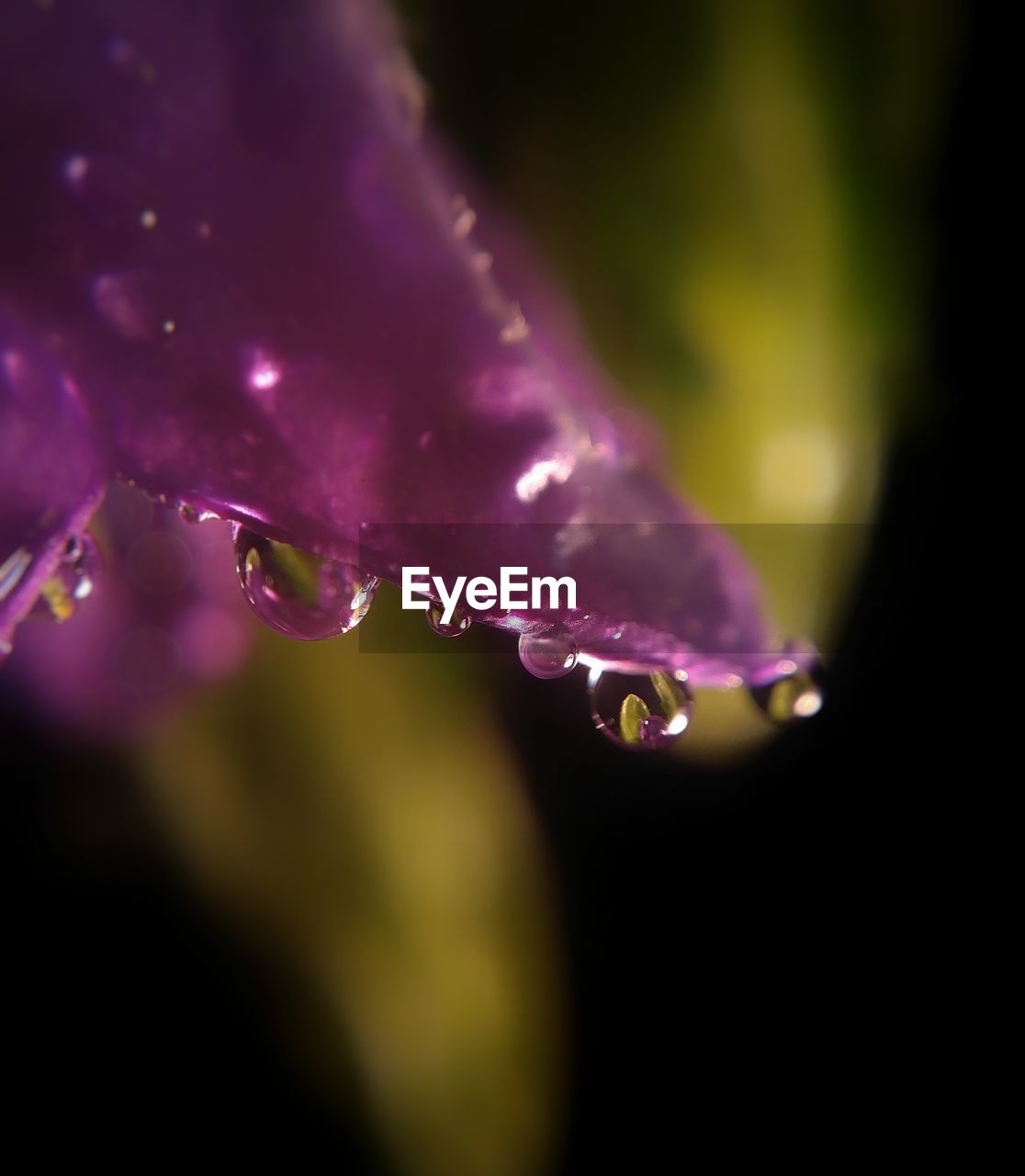 CLOSE-UP OF WATER DROPS ON FLOWER