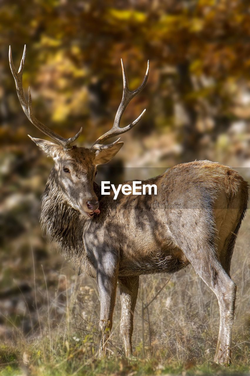 DEER STANDING ON A FIELD