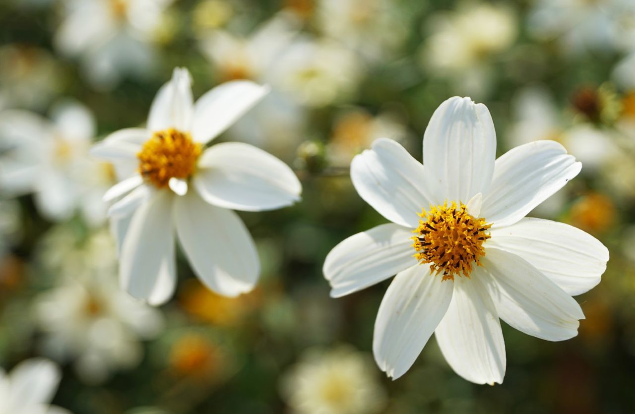 Close-up of white daisy flowers