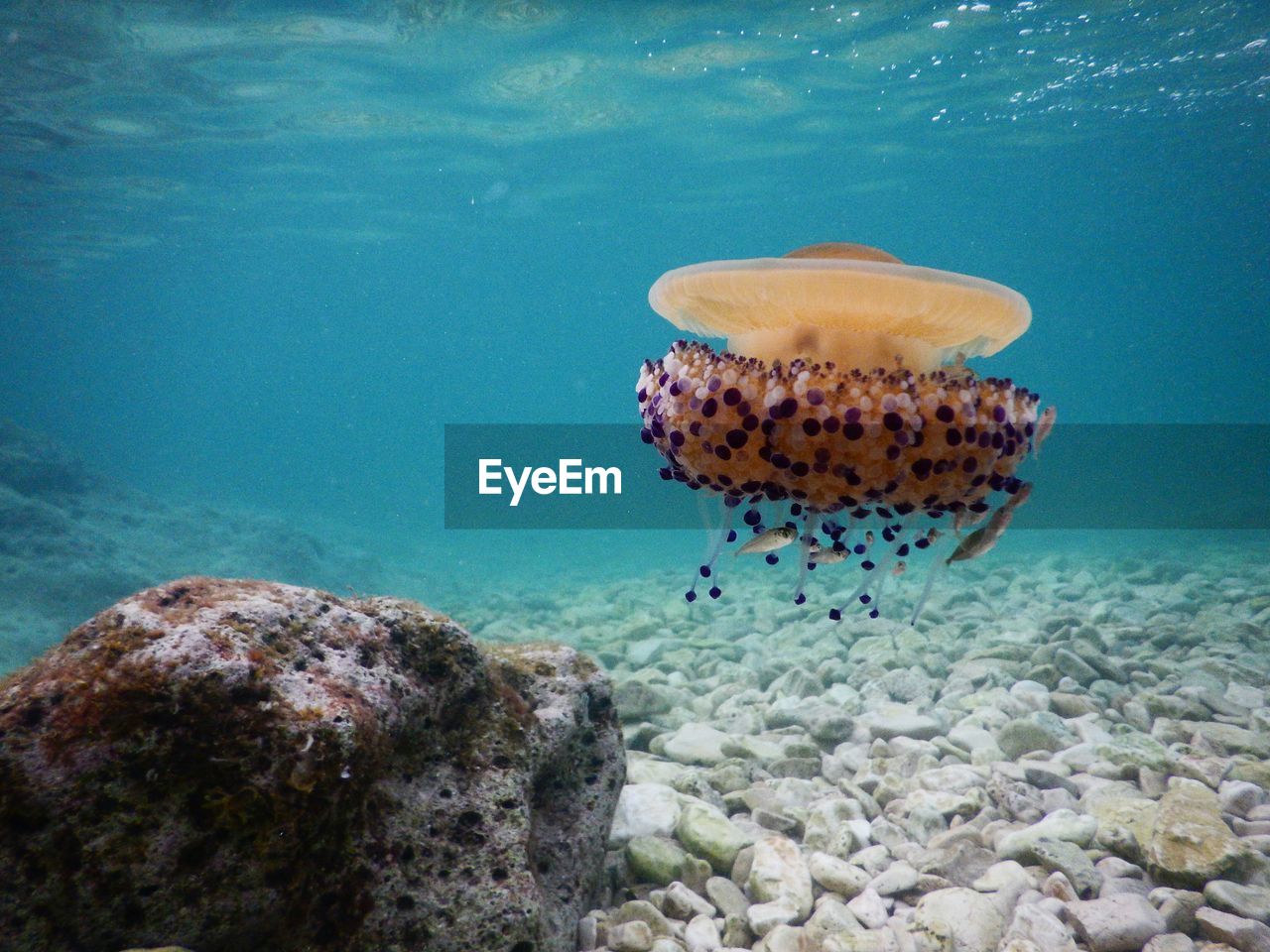 CLOSE-UP OF JELLYFISH SWIMMING ON SEA