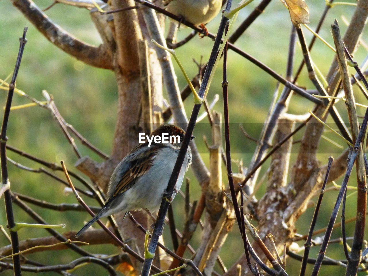 Close-up of bird perching on branch