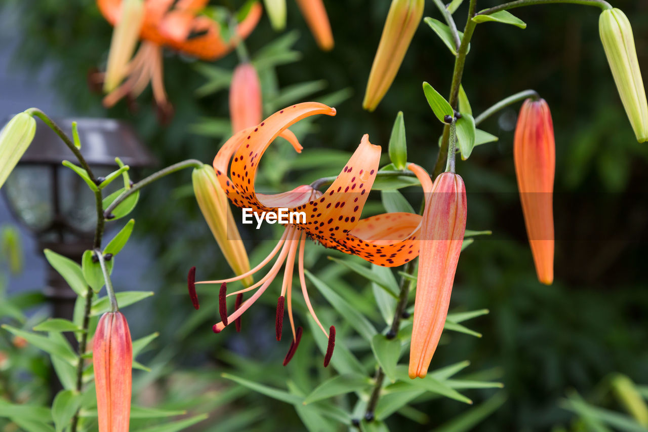 flower, plant, nature, beauty in nature, flowering plant, growth, orange color, animal wildlife, lily, close-up, no people, animal themes, animal, plant part, freshness, leaf, outdoors, green, botany, petal, flower head, macro photography, insect, fragility, day, food