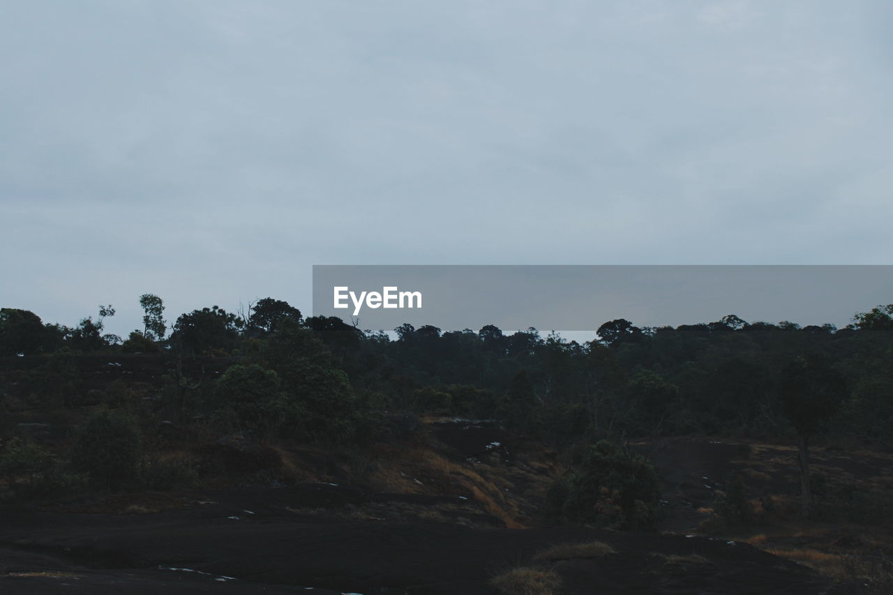 TREES ON FIELD AGAINST SKY IN FOREST