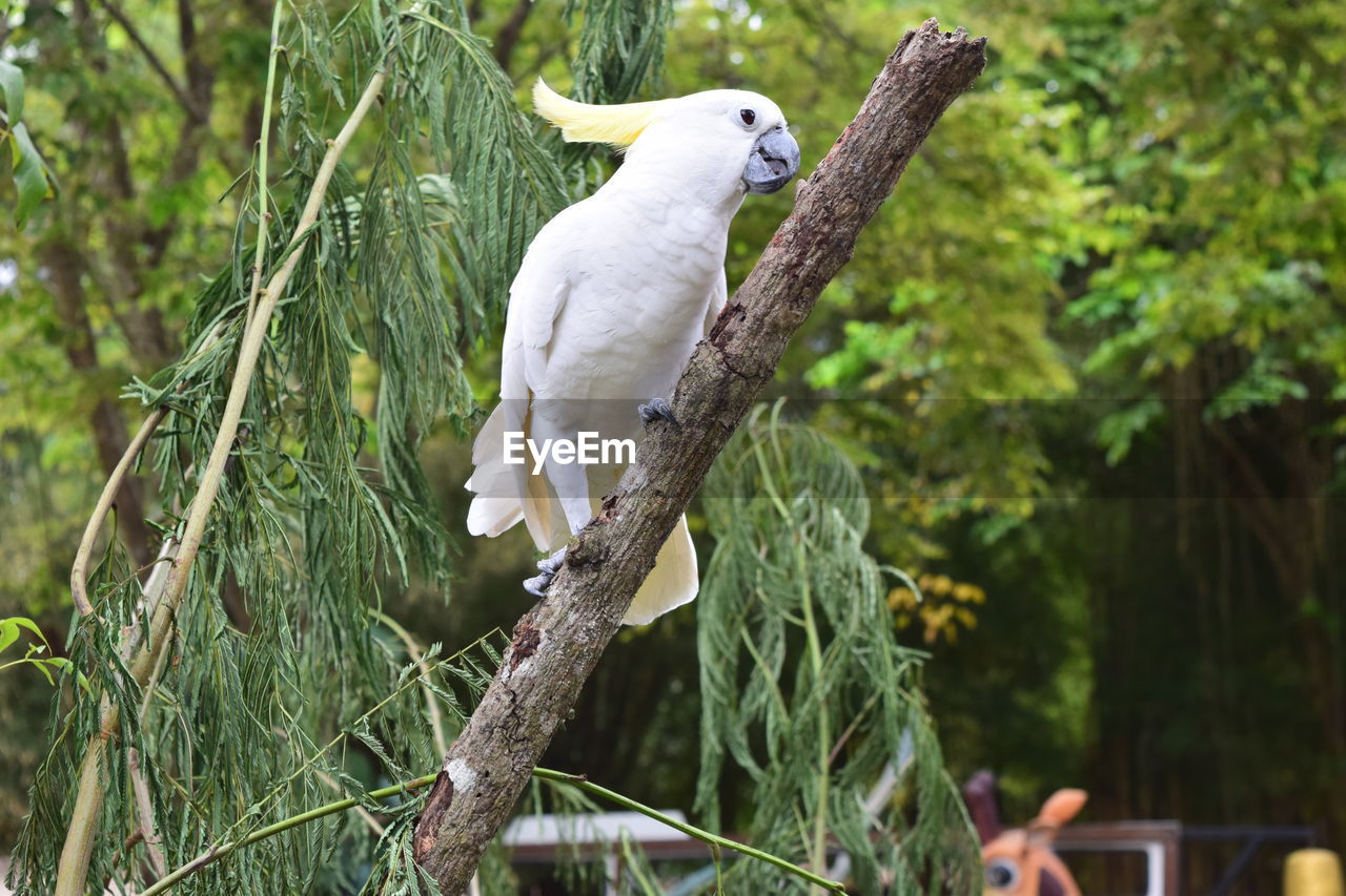 BIRD PERCHING ON TREE