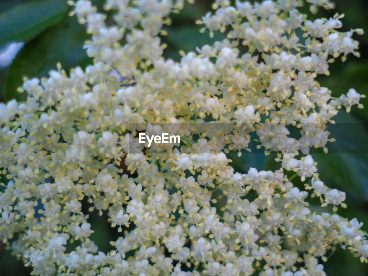 CLOSE-UP OF WHITE FLOWERS