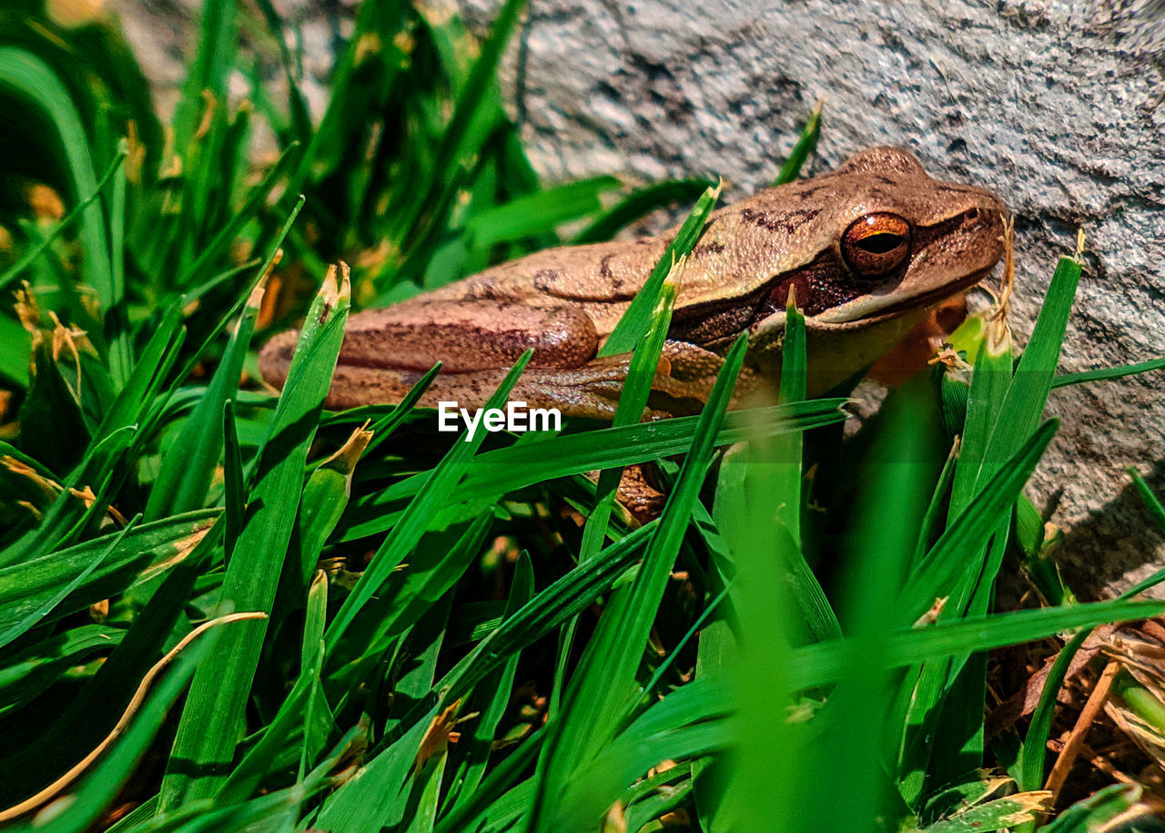 close-up of frog on field