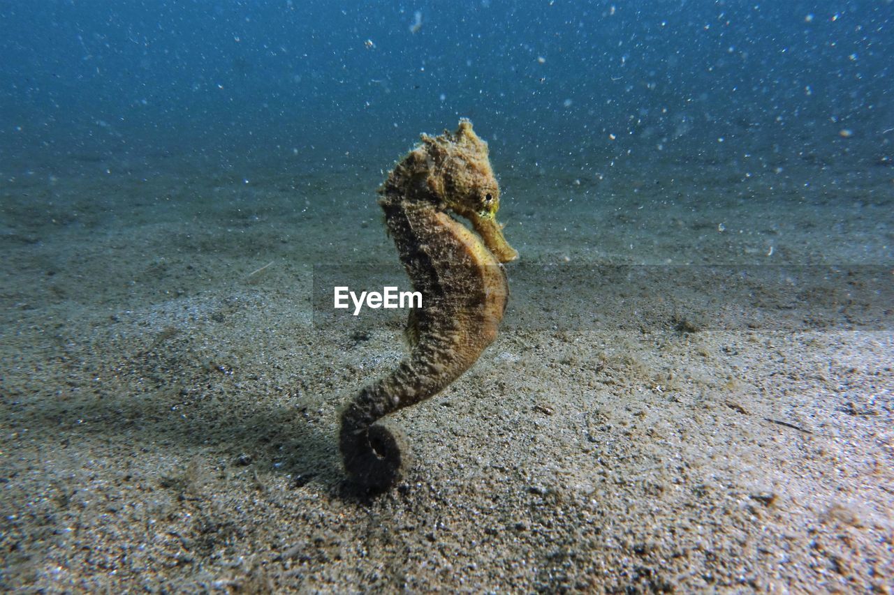 Close-up of seahorse in sea