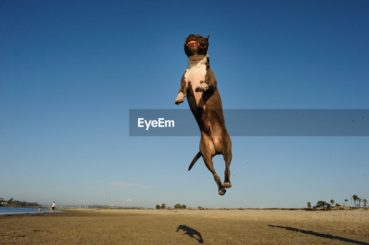 DOG JUMPING FROM BEACH AGAINST CLEAR BLUE SKY