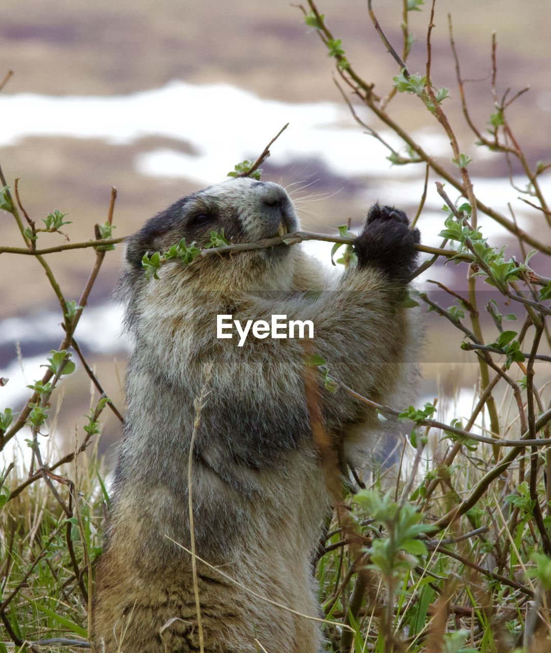 Close-up of hoary marmot eating a twig