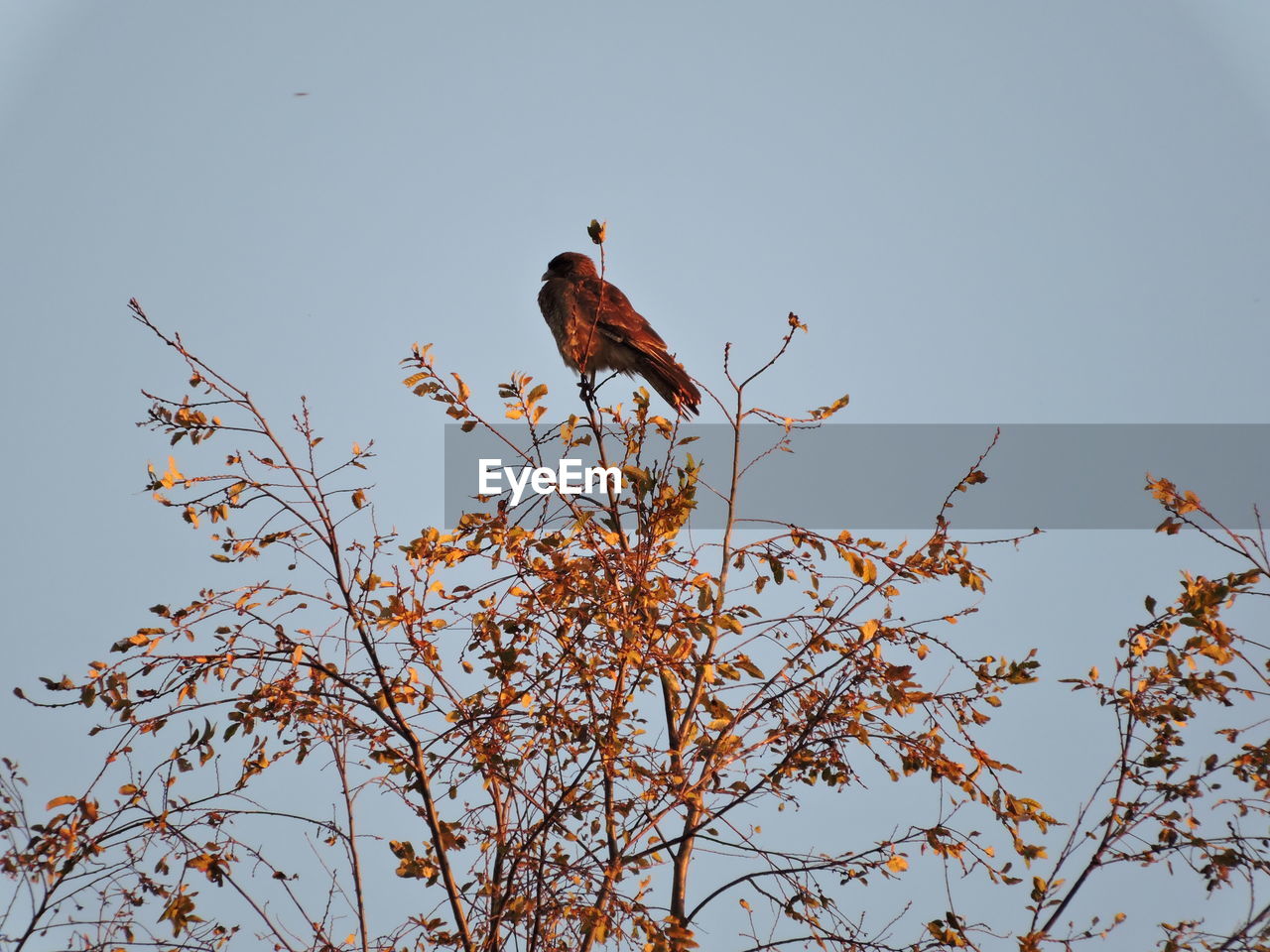 Low angle view of tree against clear sky