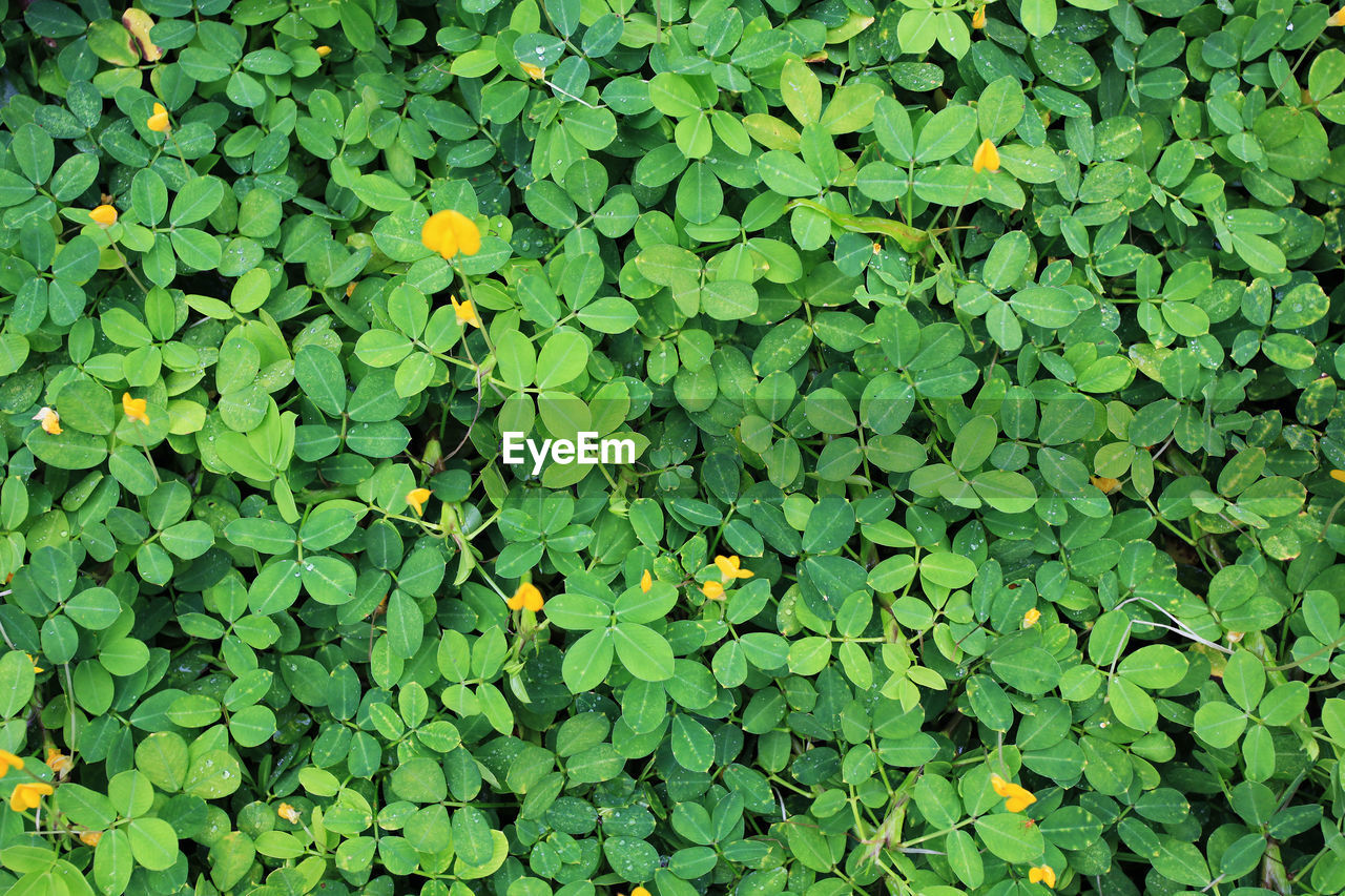 High angle view of yellow flowering plant