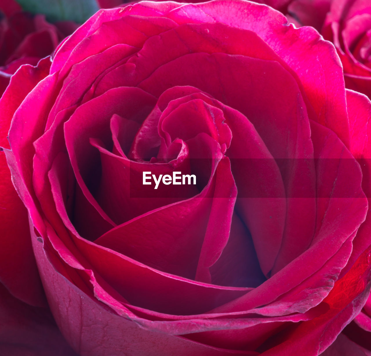 Close-up of red rose flower