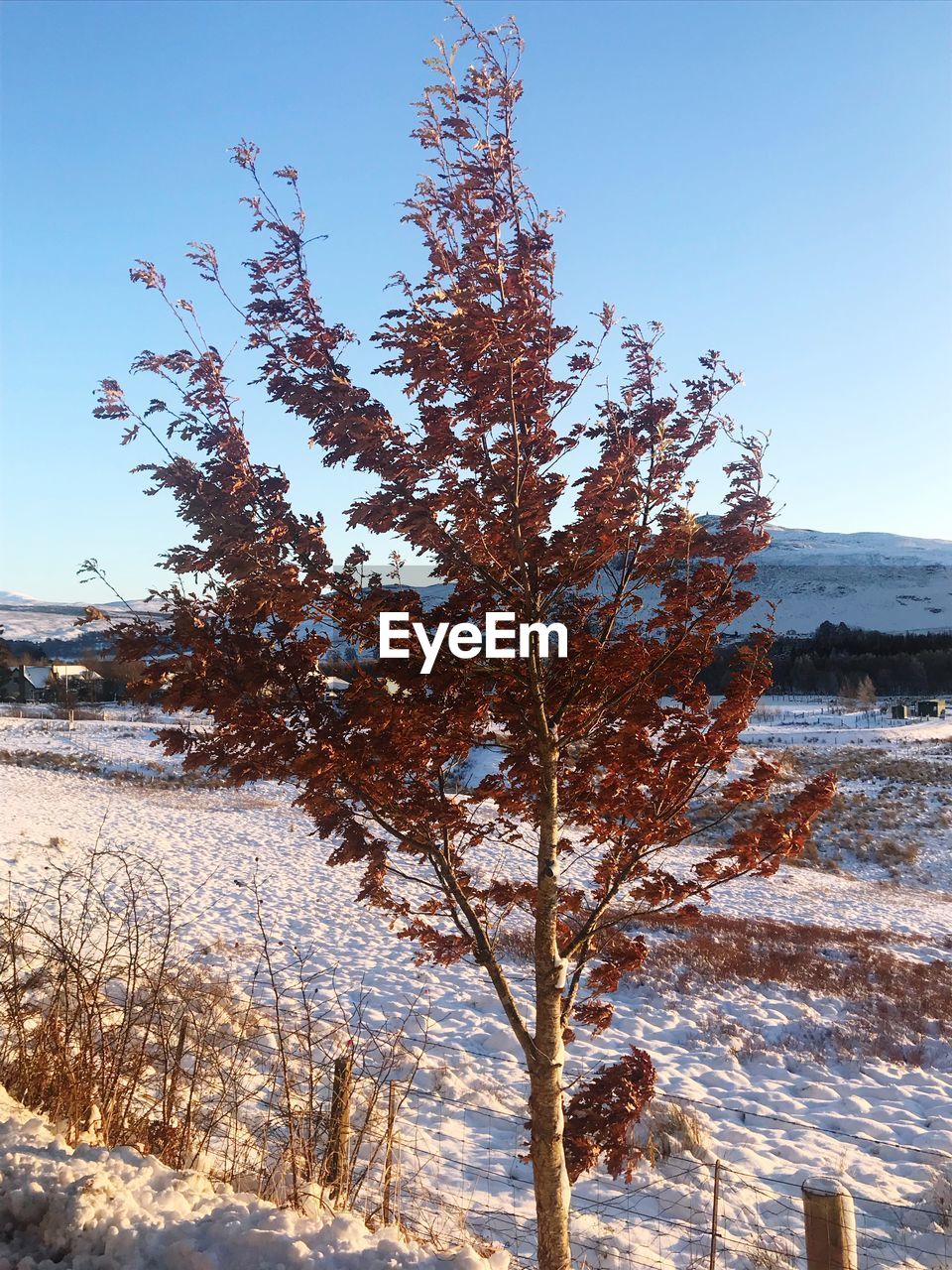 TREE ON SNOW COVERED FIELD AGAINST SKY