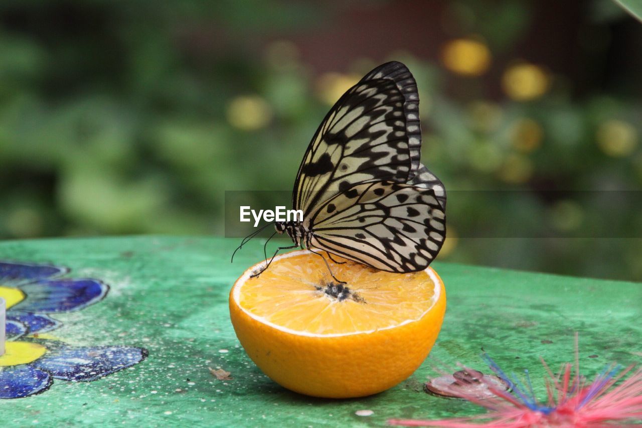Close-up of butterfly on halved orange fruit