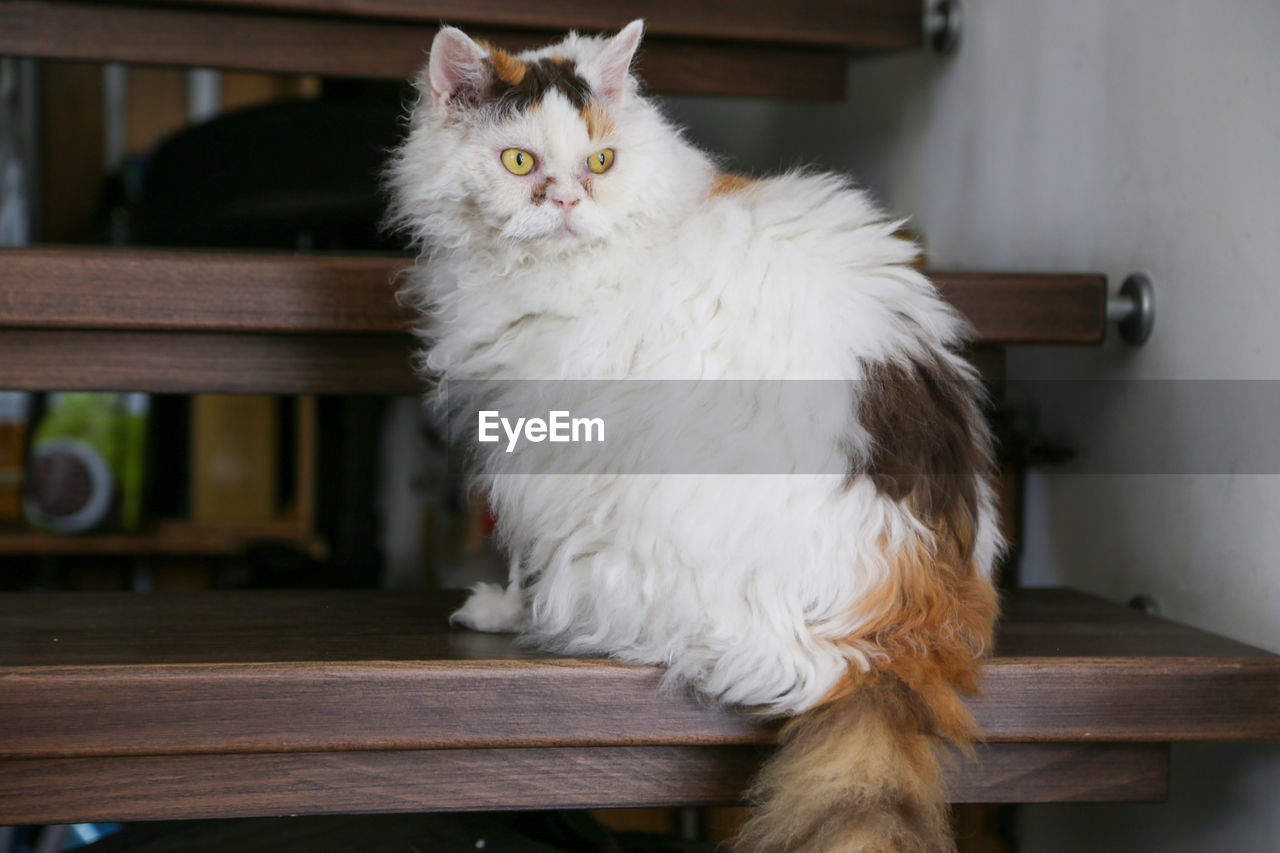 Portrait of white cat on stairs at home