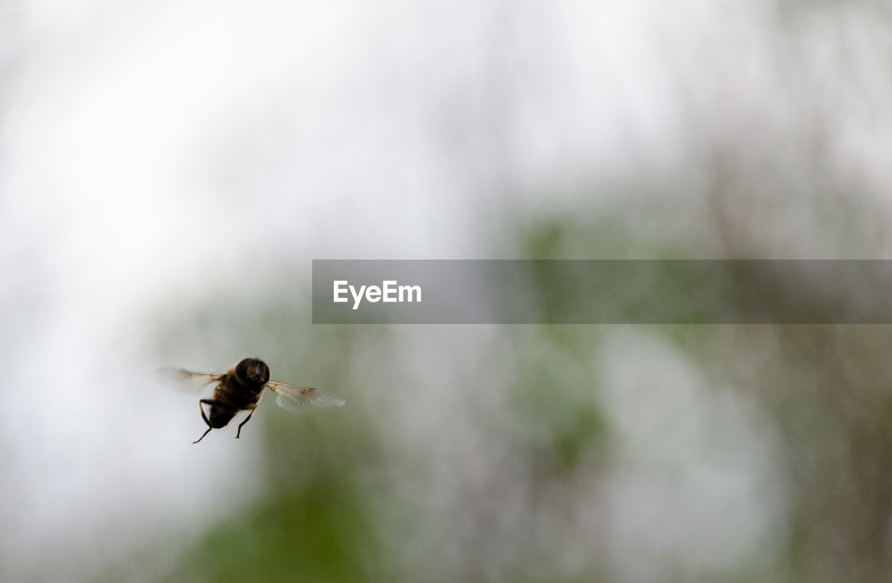 Close-up of insect buzzing outdoors