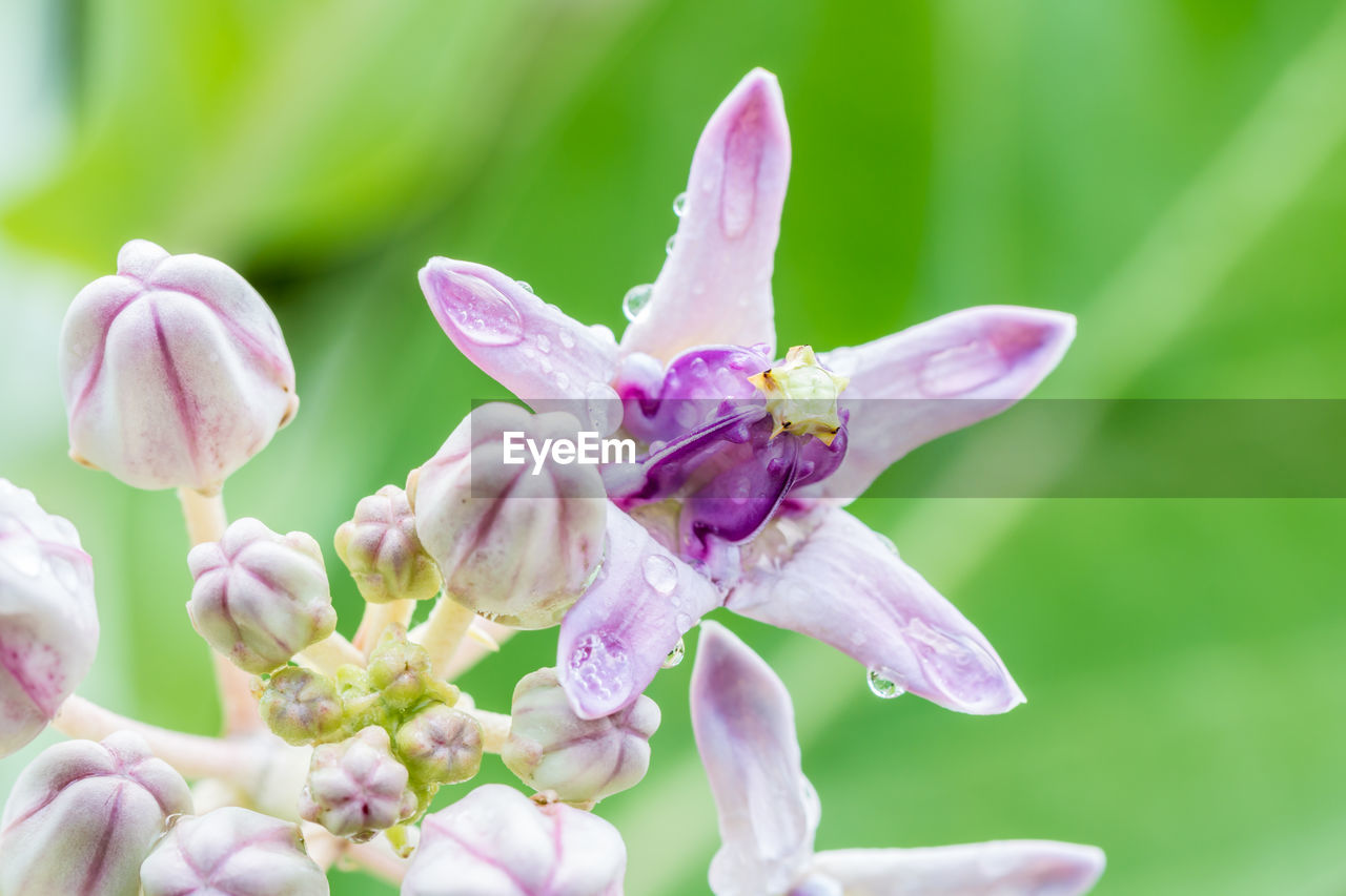 Close-up of water drops on purple flowering plant