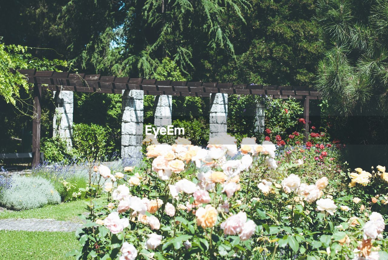 White flowering plants in garden