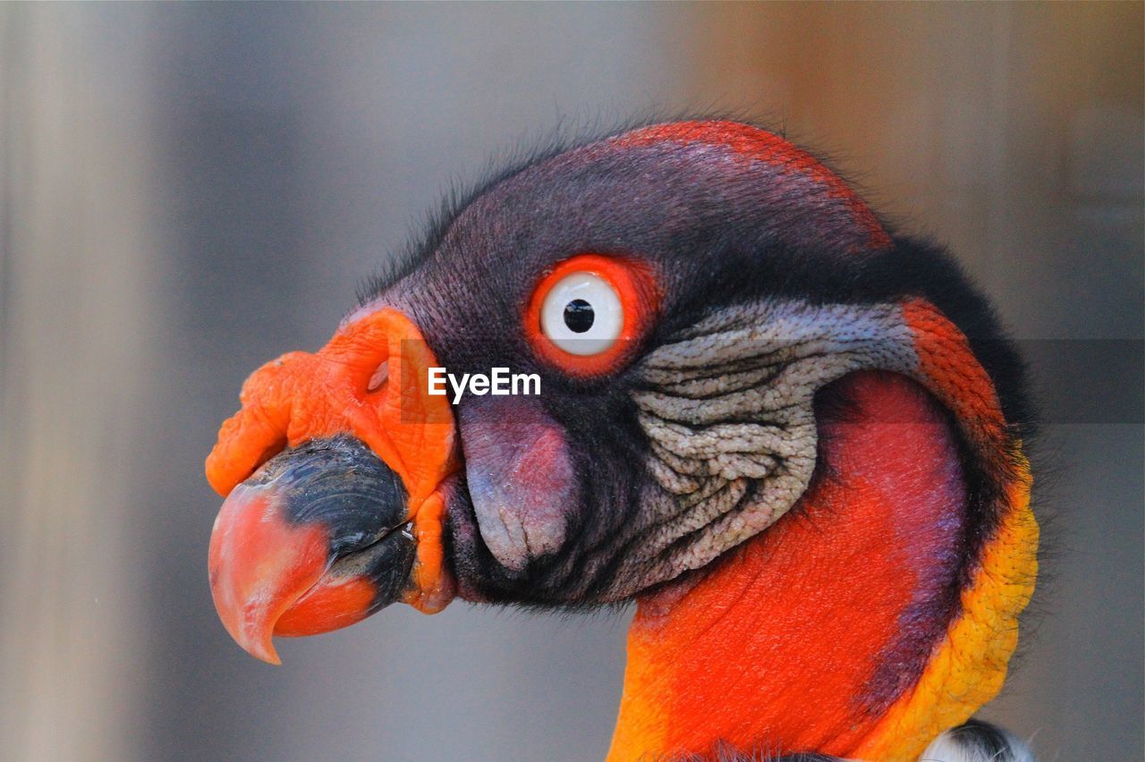 Close-up of king vulture