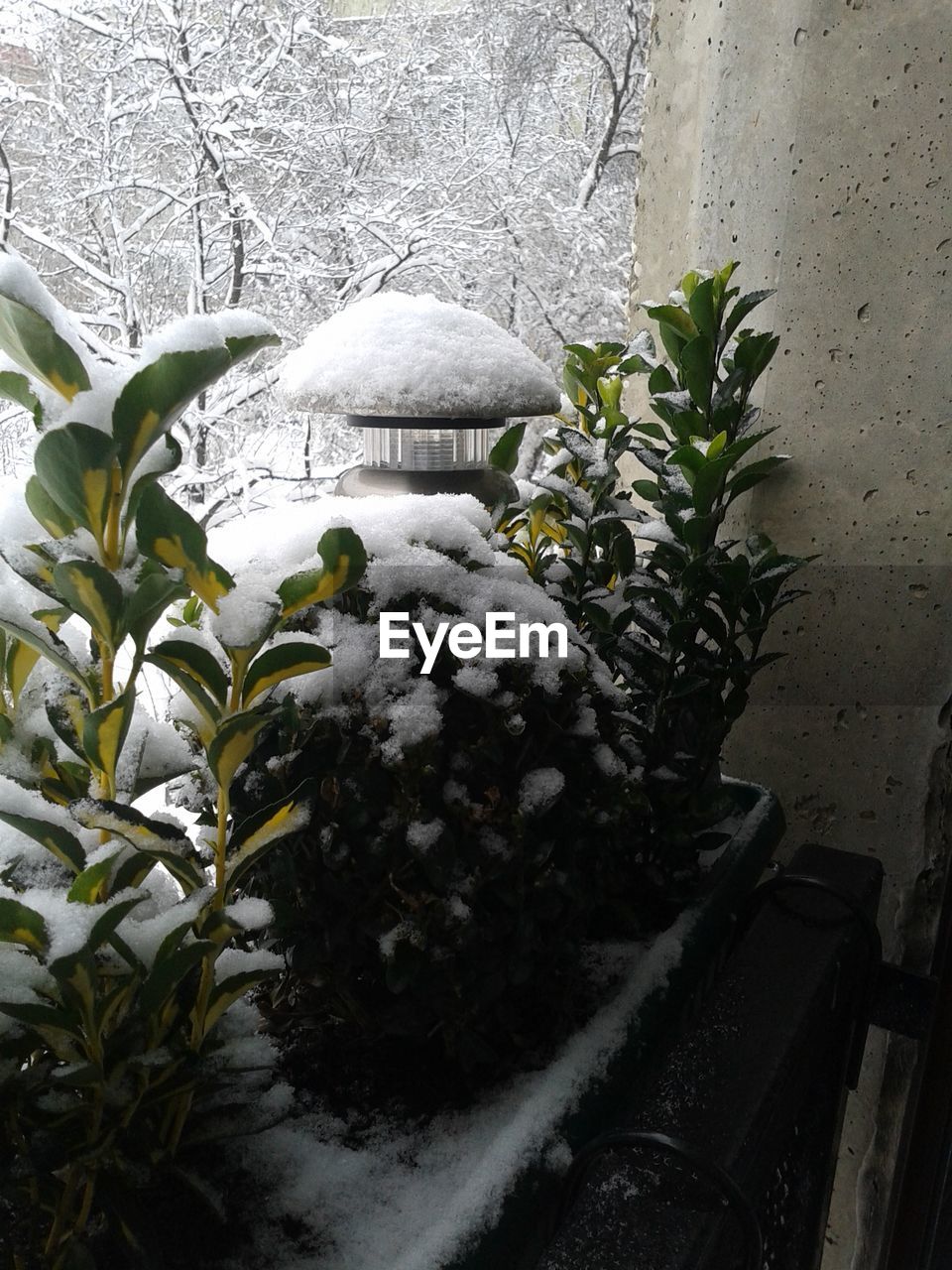 CLOSE-UP OF SNOW ON PLANTS AGAINST TREES