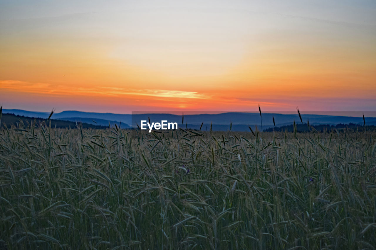 Wheat growing on field against orange sky