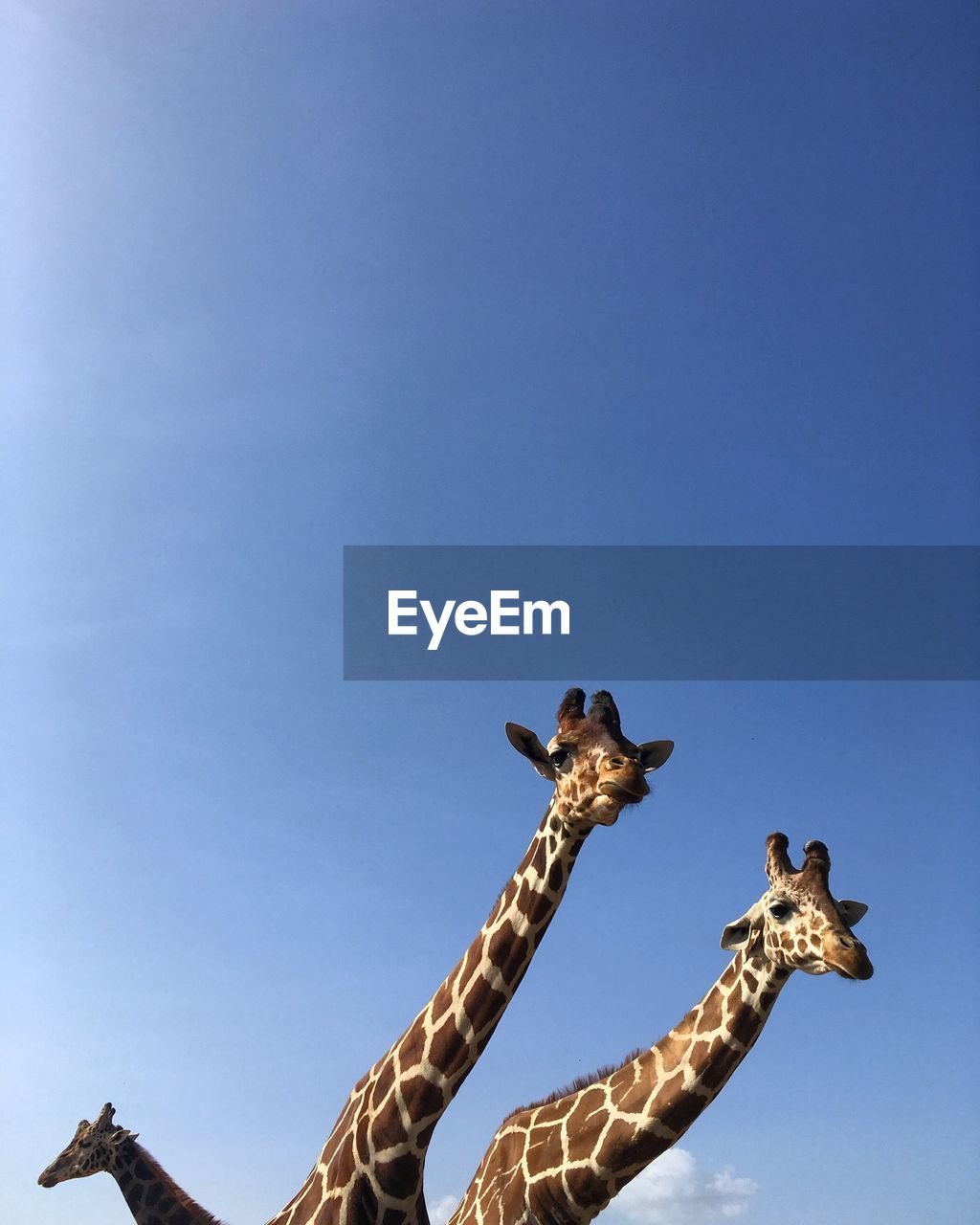LOW ANGLE VIEW OF GIRAFFE AGAINST BLUE SKY