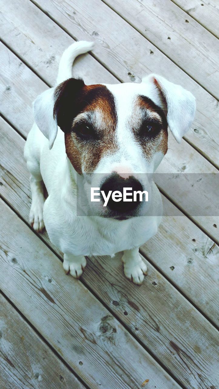 Portrait of jack russell terrier on boardwalk