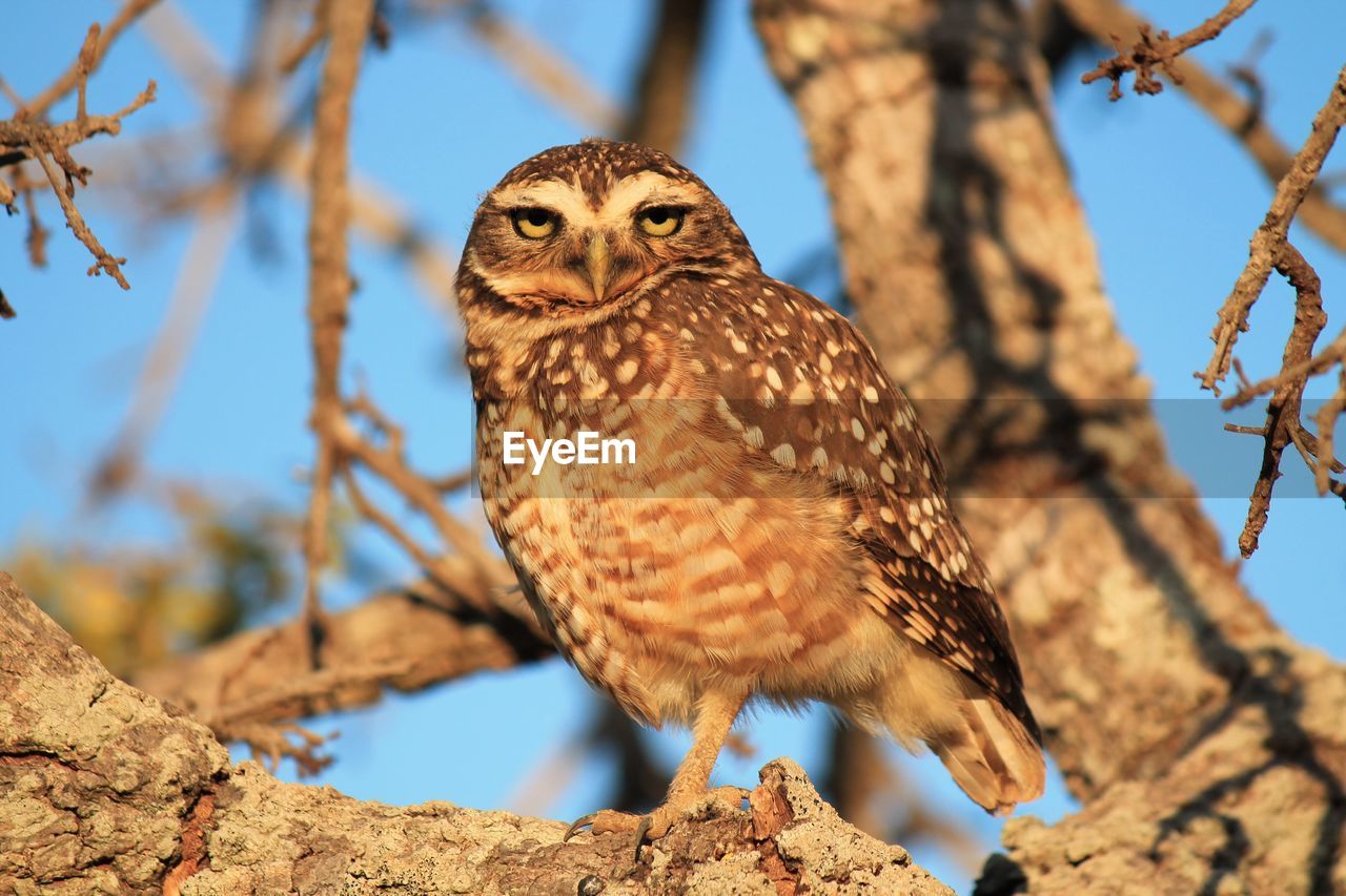 Low angle view of owl perching on tree in sunset 