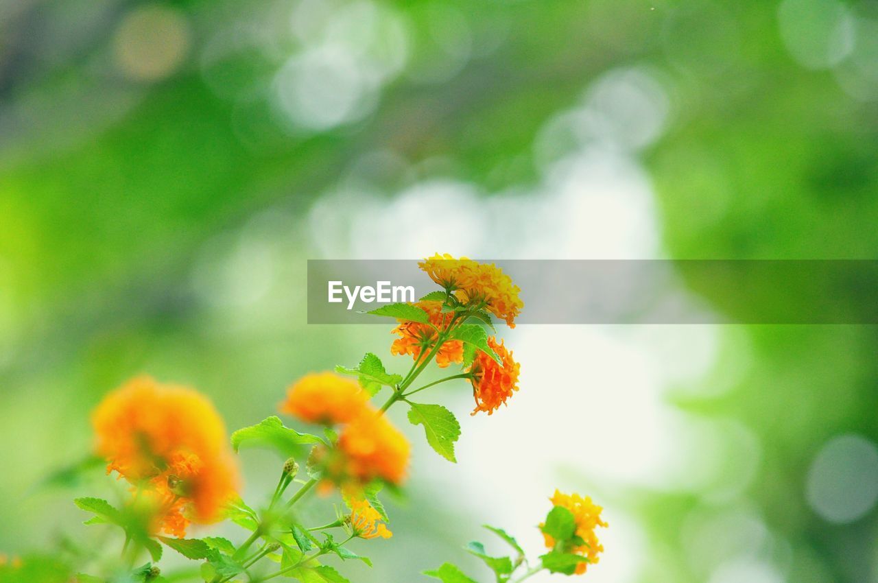 Orange flowers growing at park