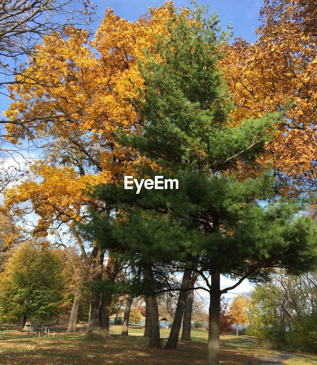 TREES IN PARK DURING AUTUMN