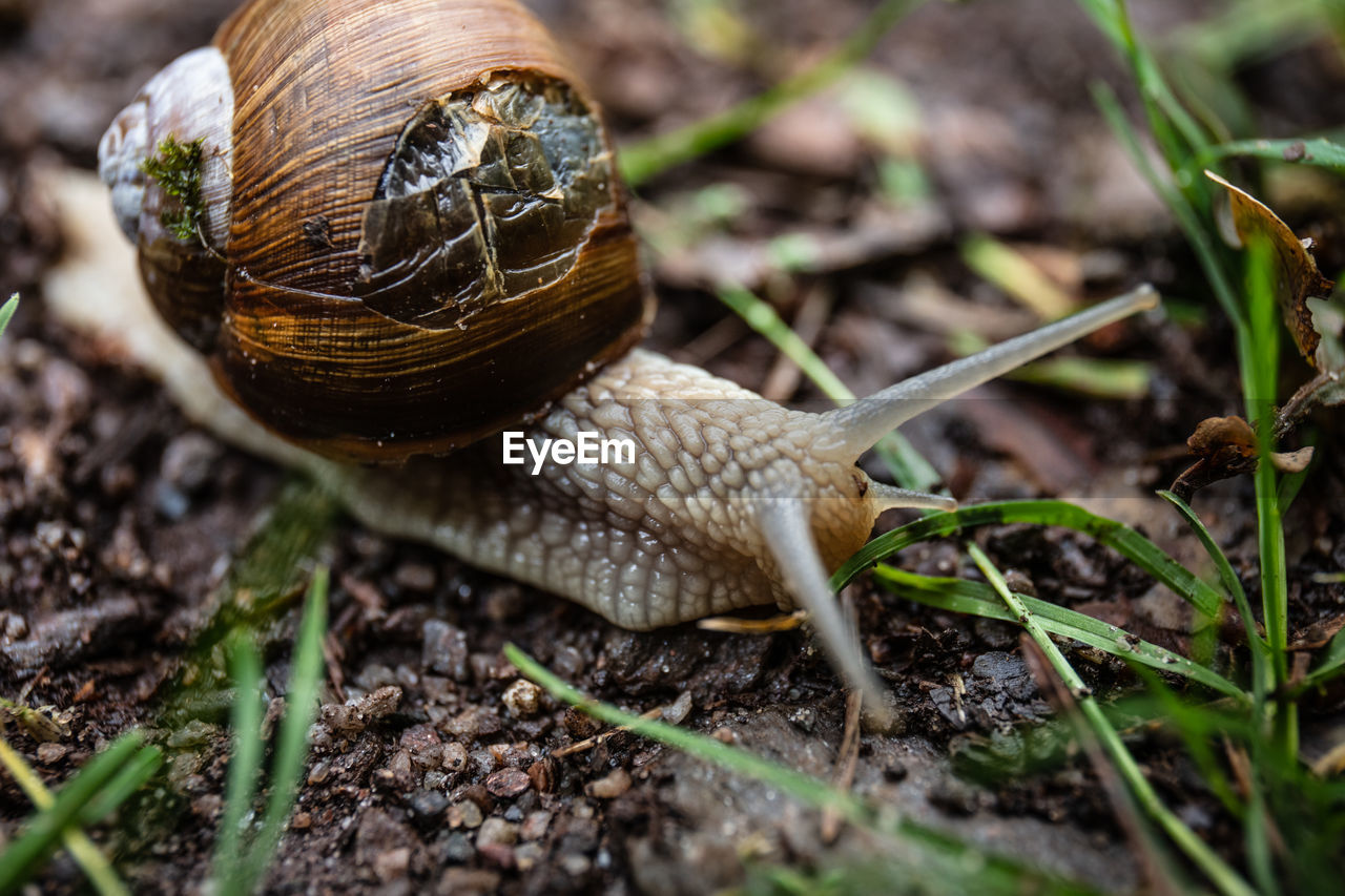 CLOSE-UP OF SNAIL ON DIRT LAND