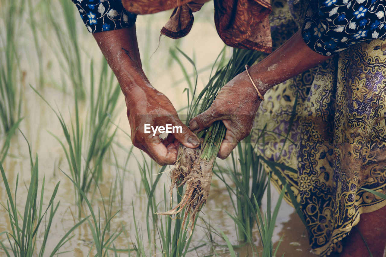 Midsection of farmer holding plant at rice paddy