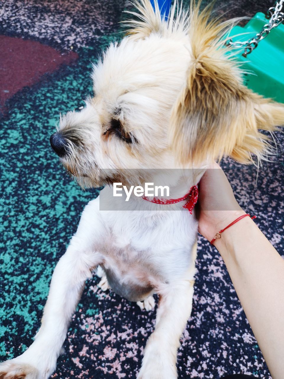 HIGH ANGLE VIEW OF DOG WITH HAND ON BED