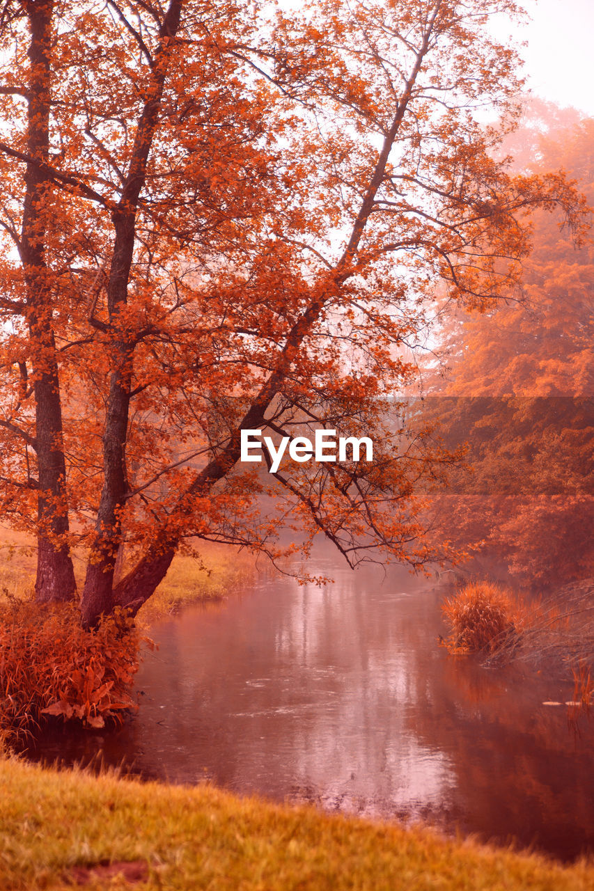 Trees by lake in forest during autumn