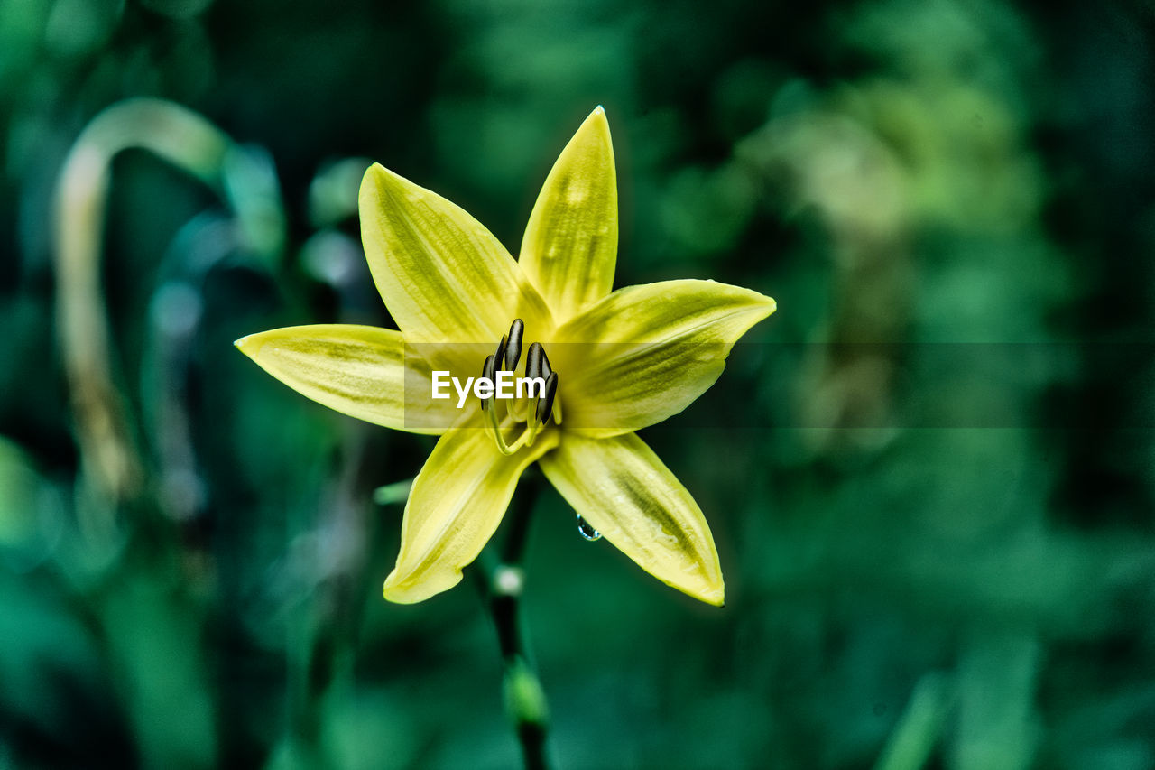 Close-up of yellow flowering plant