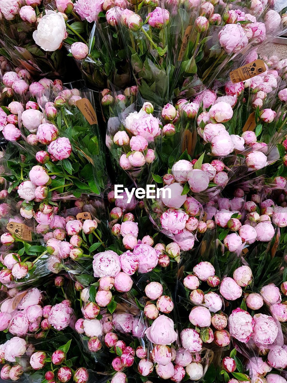 HIGH ANGLE VIEW OF PINK FLOWERING PLANTS