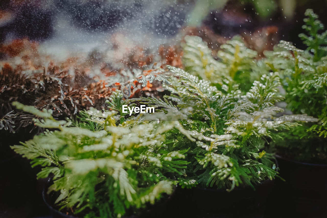 Close-up of wet plants