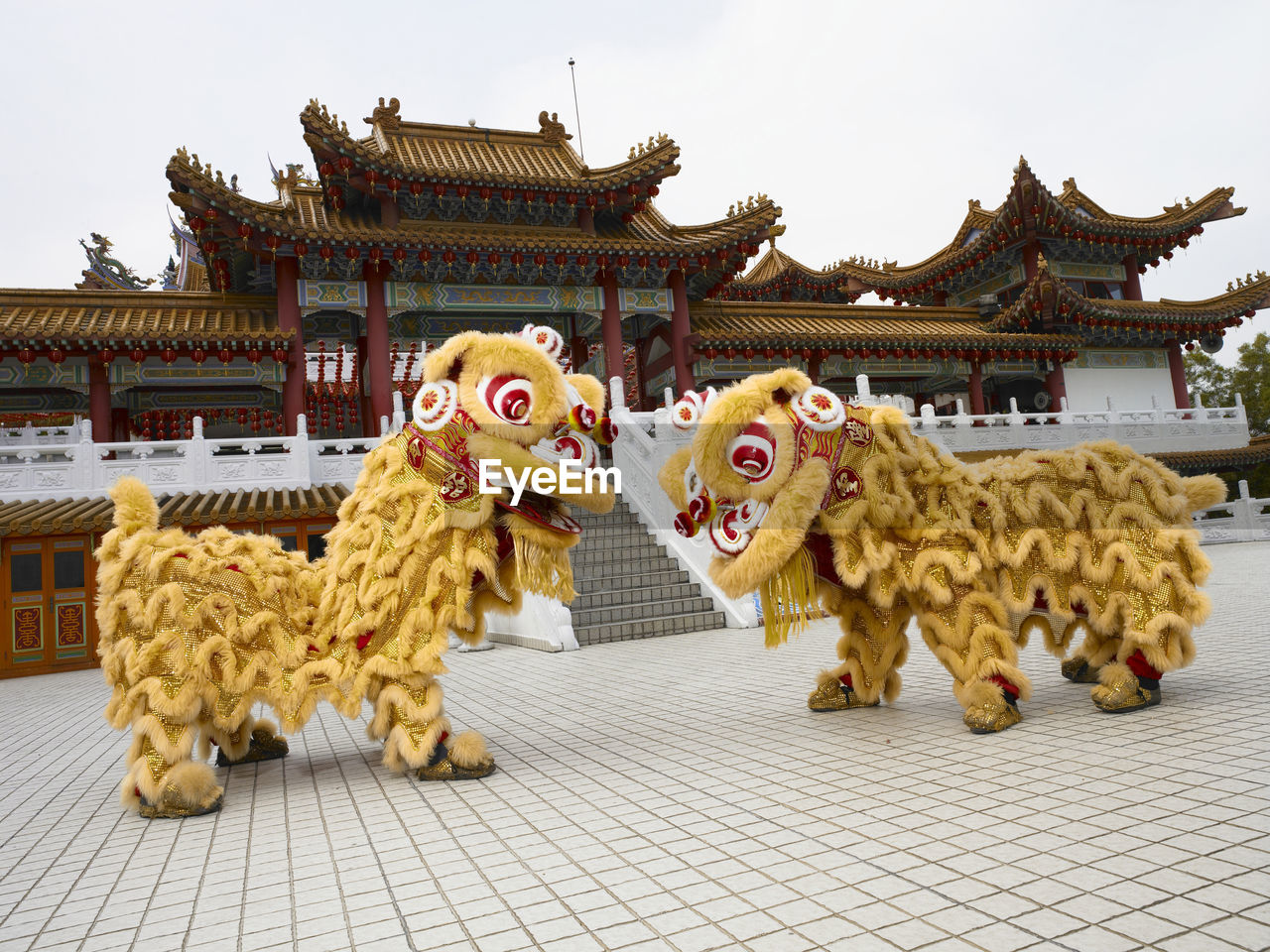 Two yellow lion dance at temple