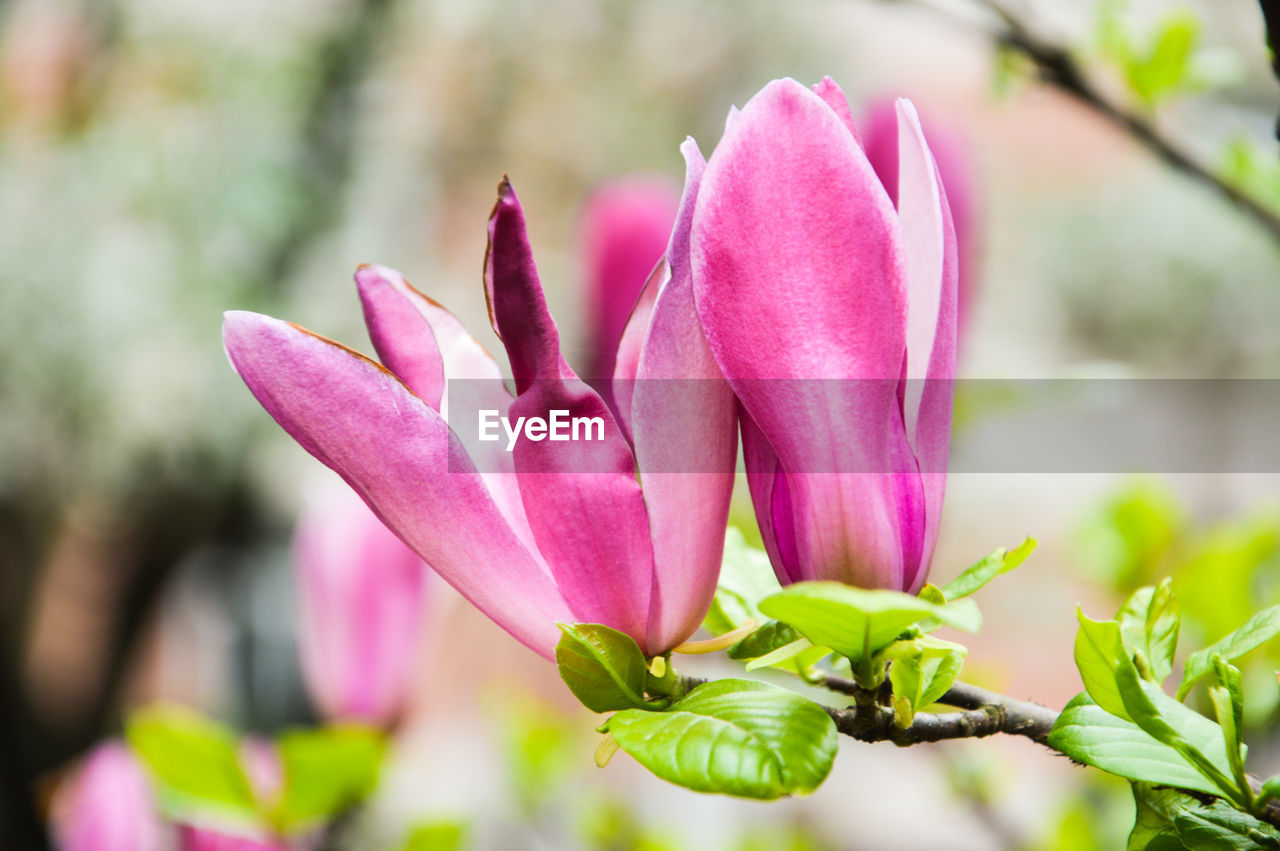 Close-up of pink flower blooming outdoors