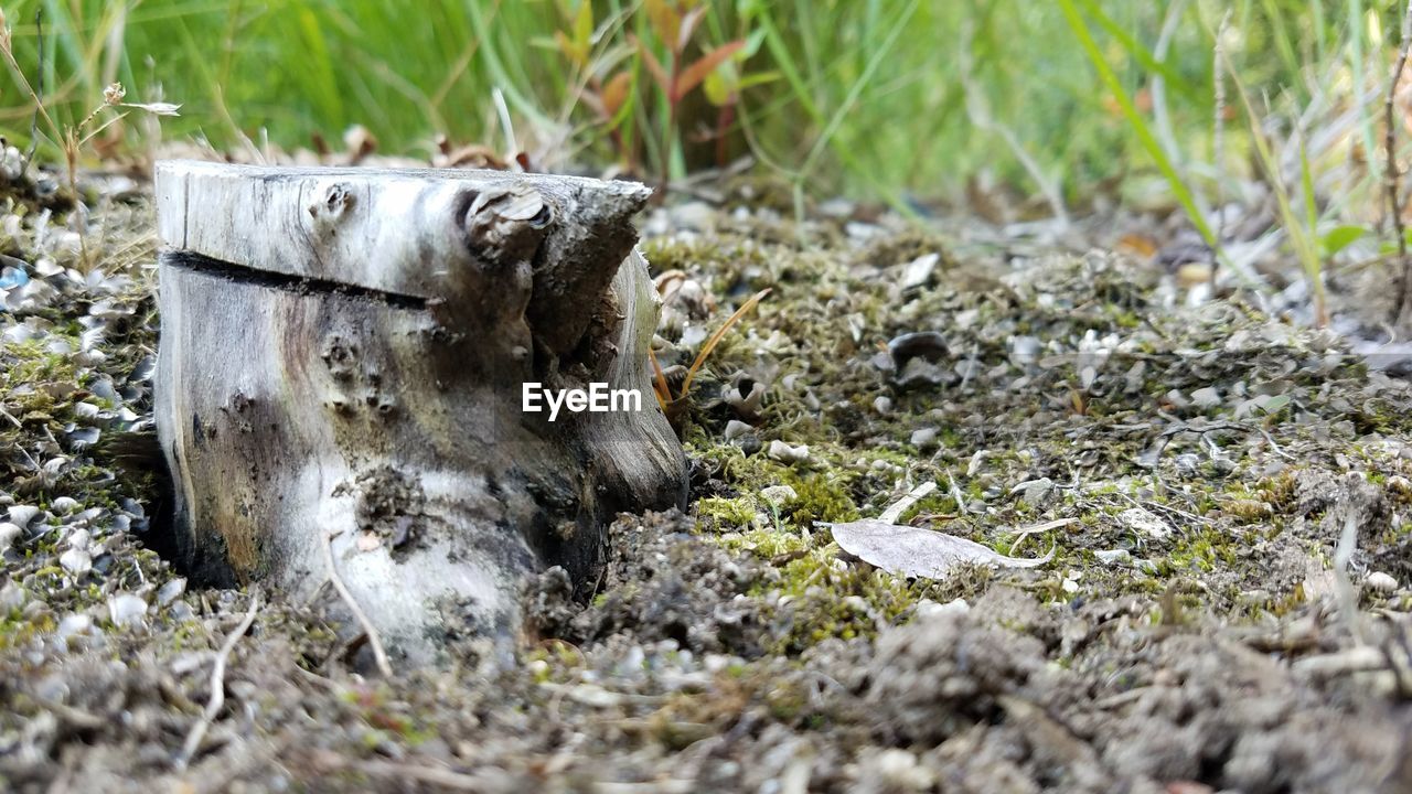 CLOSE-UP OF HORSE ON FIELD